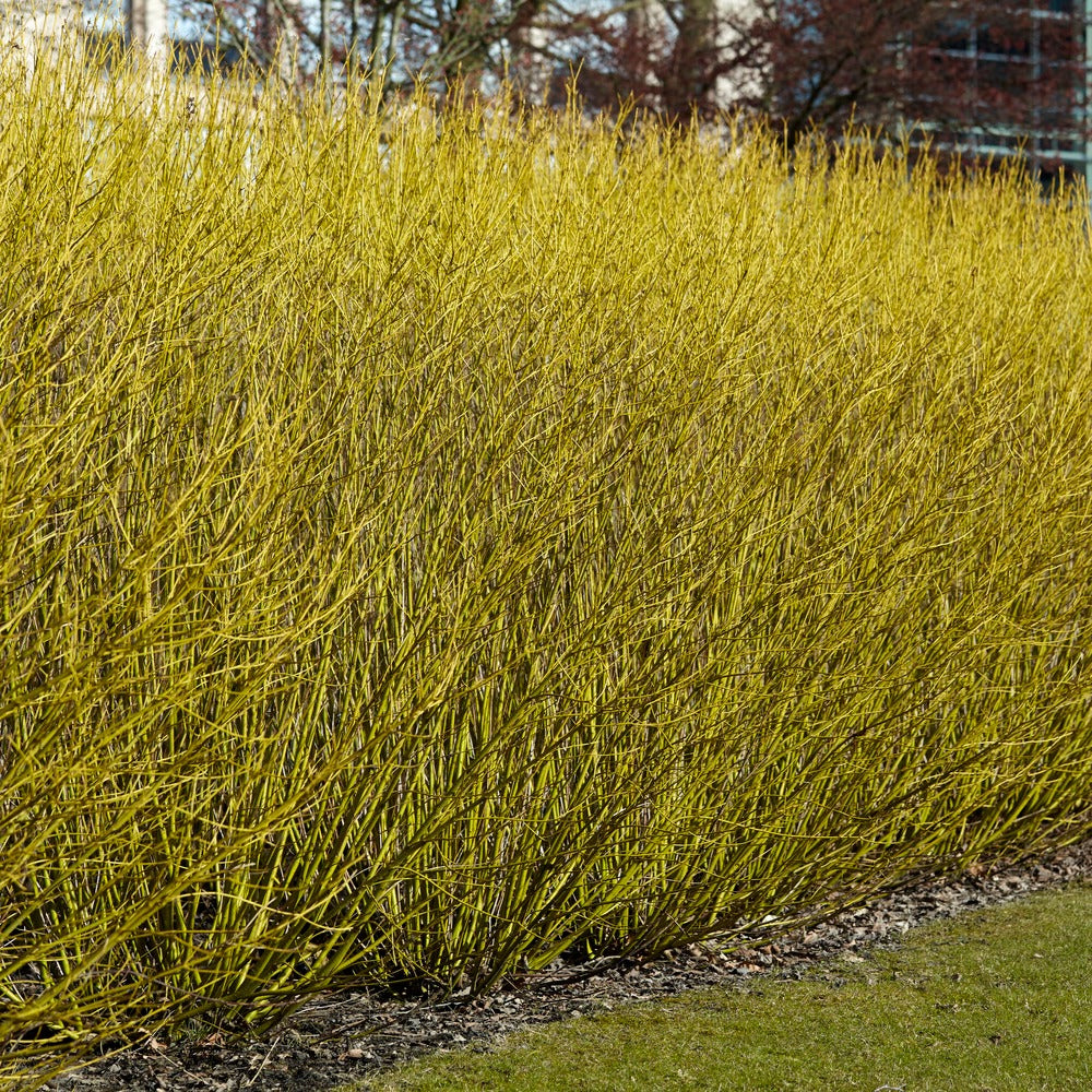 Cornouiller à bois jaune Flaviramea - Cornus sericea flaviramea - Plantes