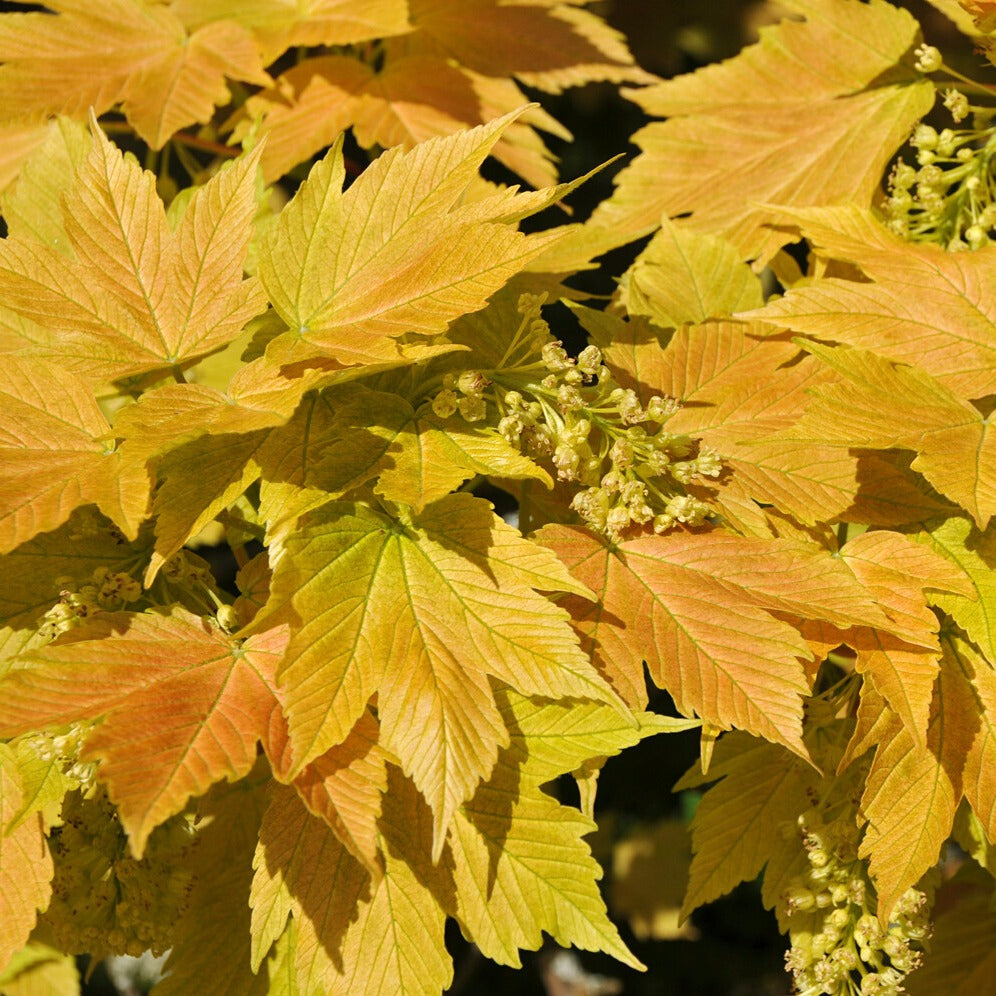 Erable sycomore Brilliantissimum - Acer pseudoplatanus 'brilliantissimum' - Arbres