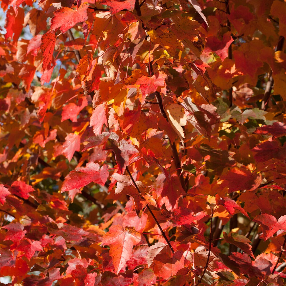 Erable rouge - Acer rubrum 'sun valley' - Plantes