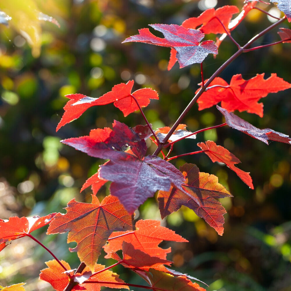 Erable rouge - Acer rubrum 'sun valley' - Erable