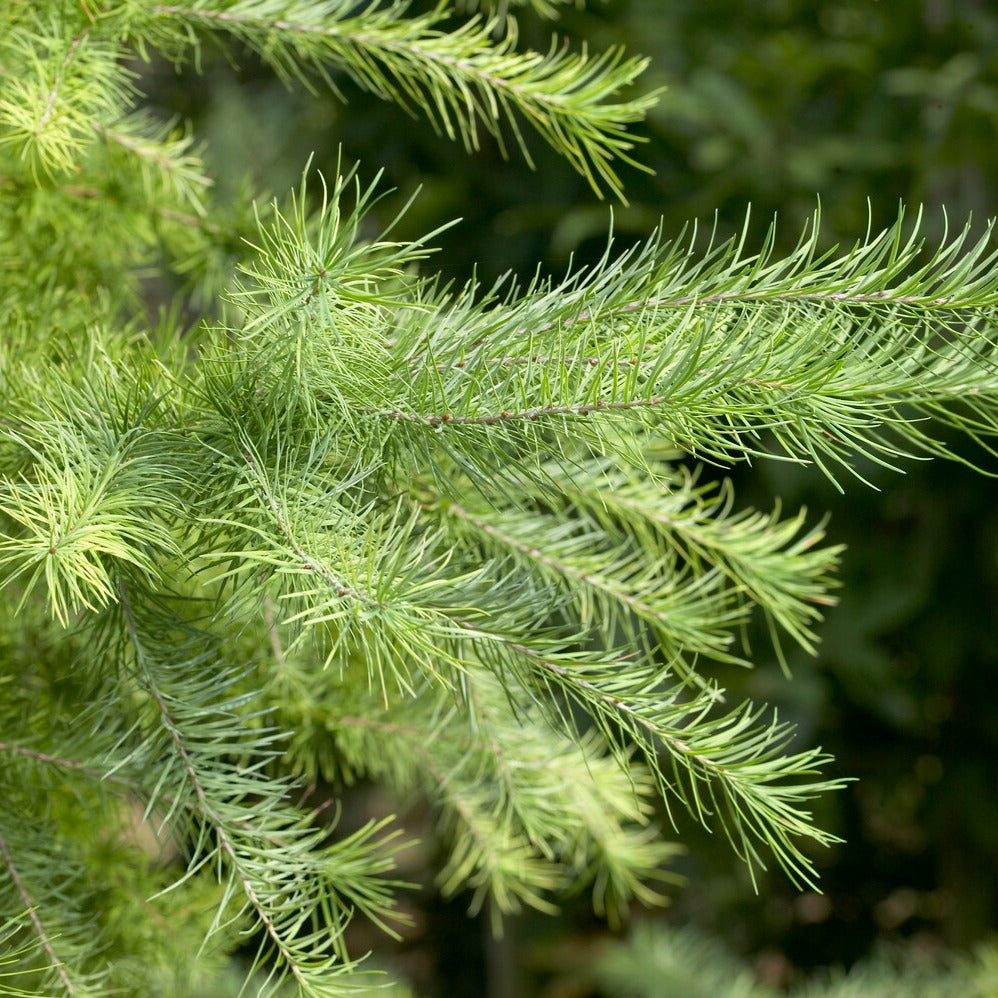 Mélèze du Japon - Larix kaempferi - Plantes