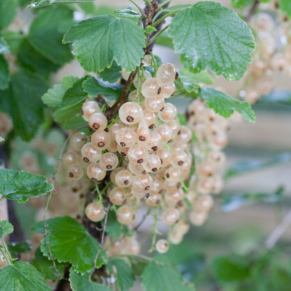 Groseiller Witte Hollander - Ribes rubrum 'witte hollander' - Fruitiers Arbres et arbustes