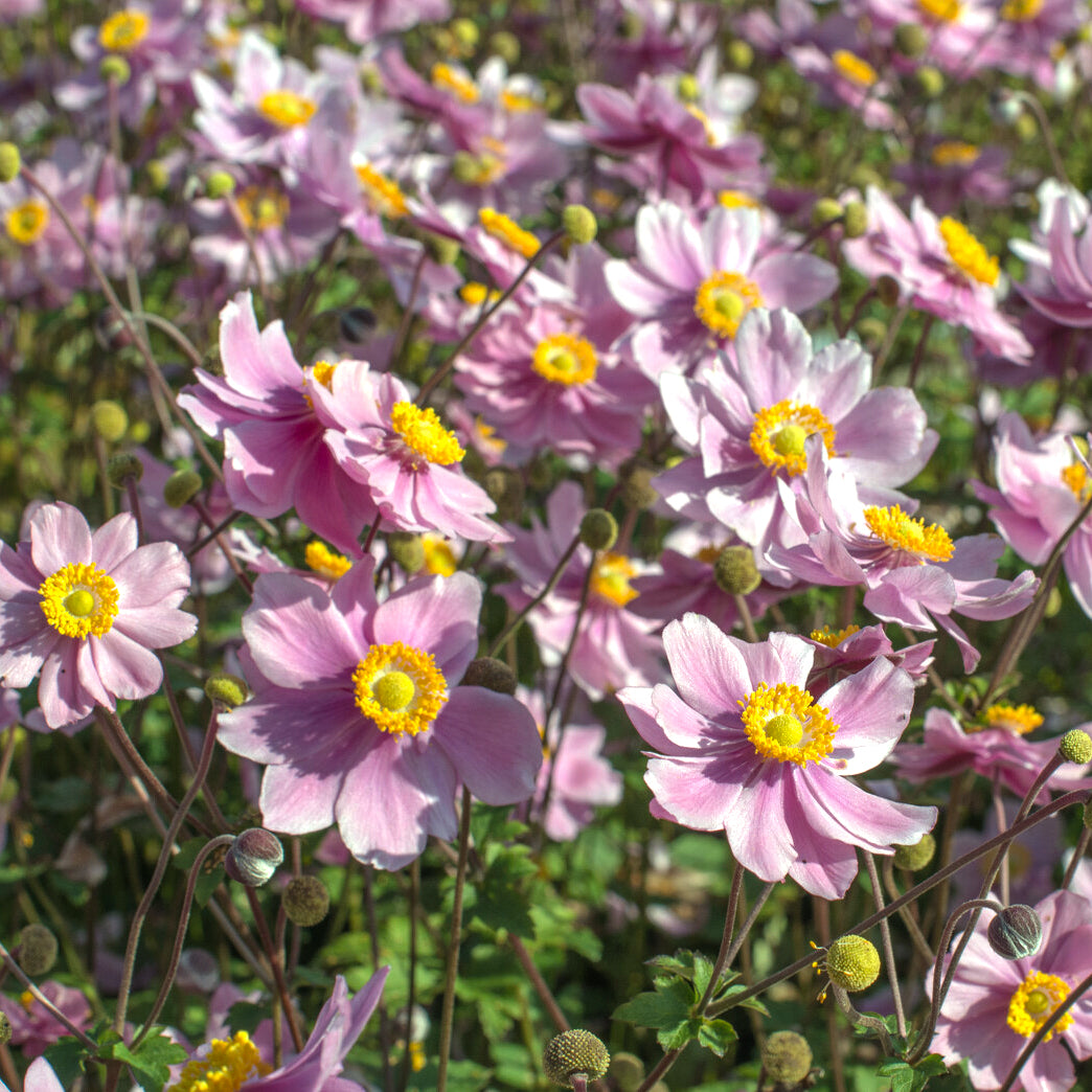 Anémone du Japon Serenade - Anemone x hybrida Serenade - Willemse