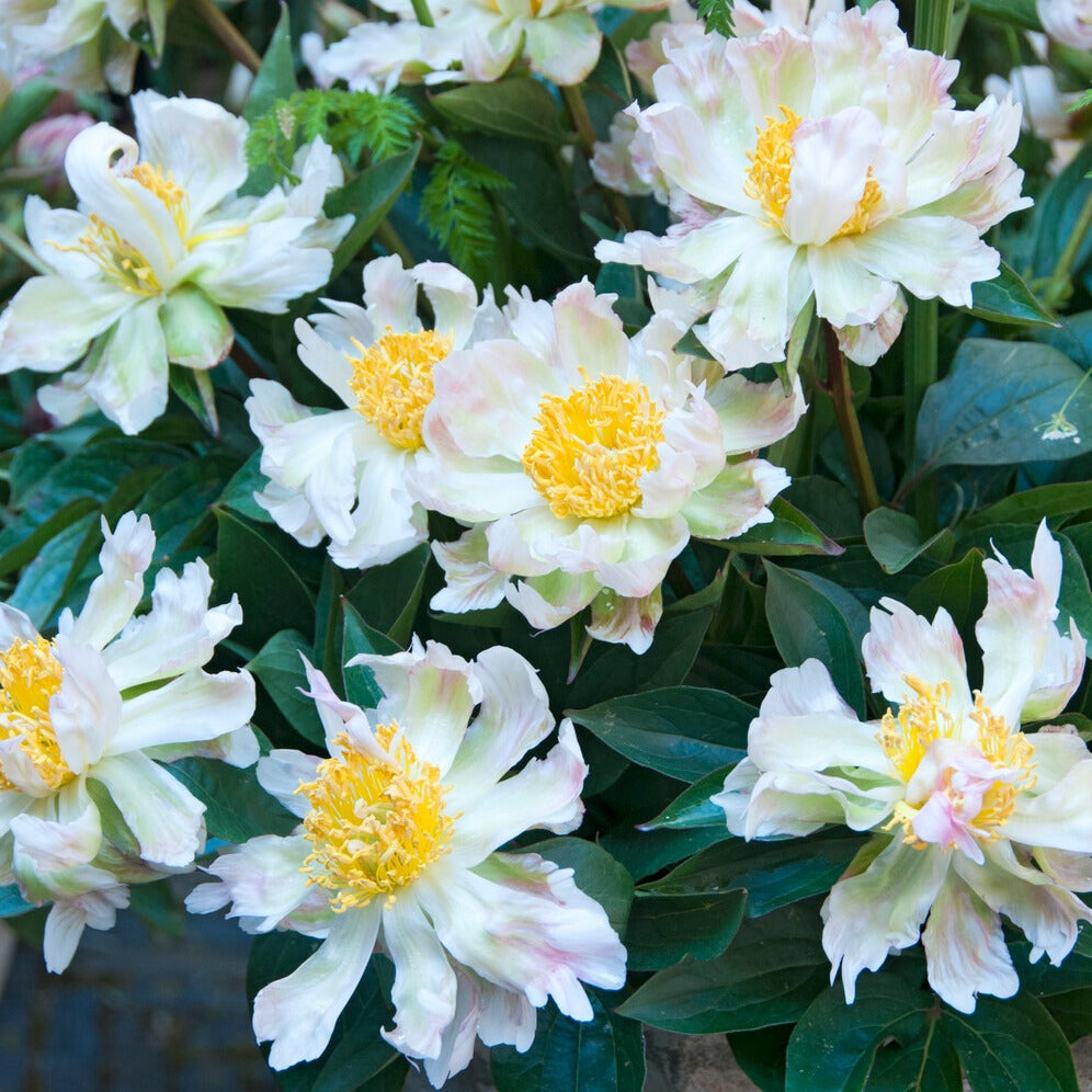 Pivoine Green Lotus - Paeonia lactiflora 'green lotus' - Willemse