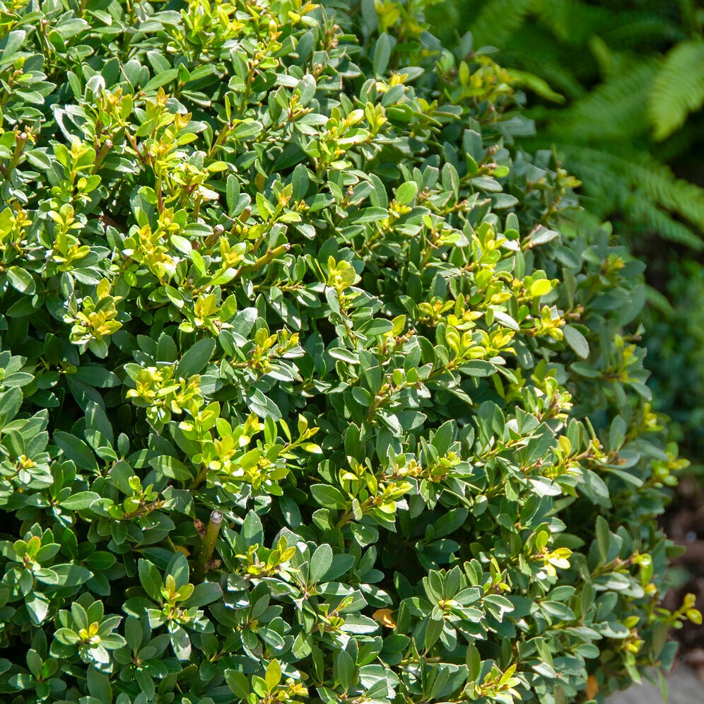 Houx Mutchagara - Ilex maximowicziana Kanehirae - Willemse