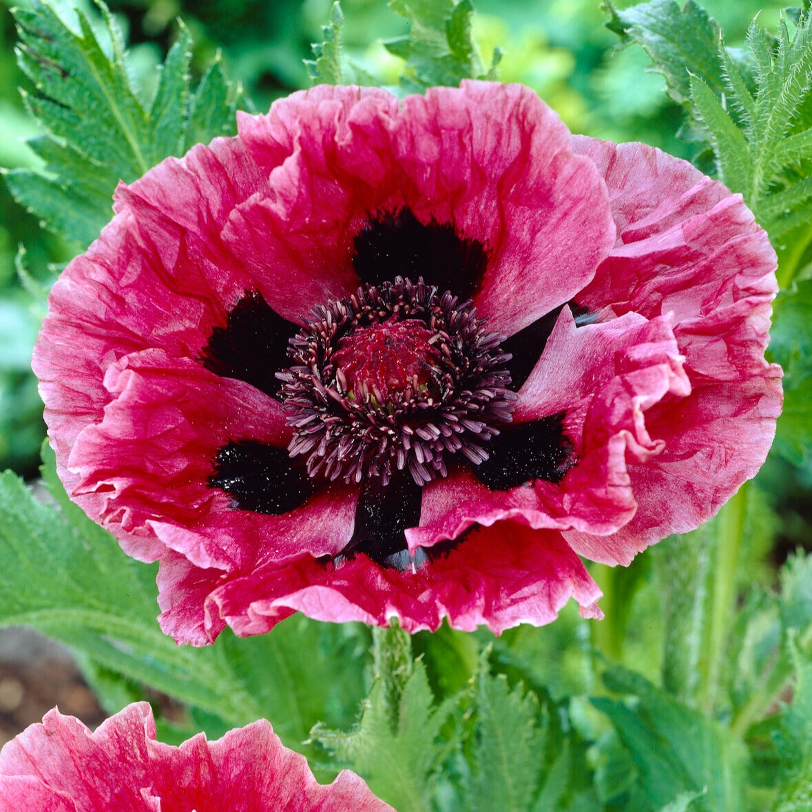 Pavot d'Orient mauve - Papaver orientale manhattan - Plantes