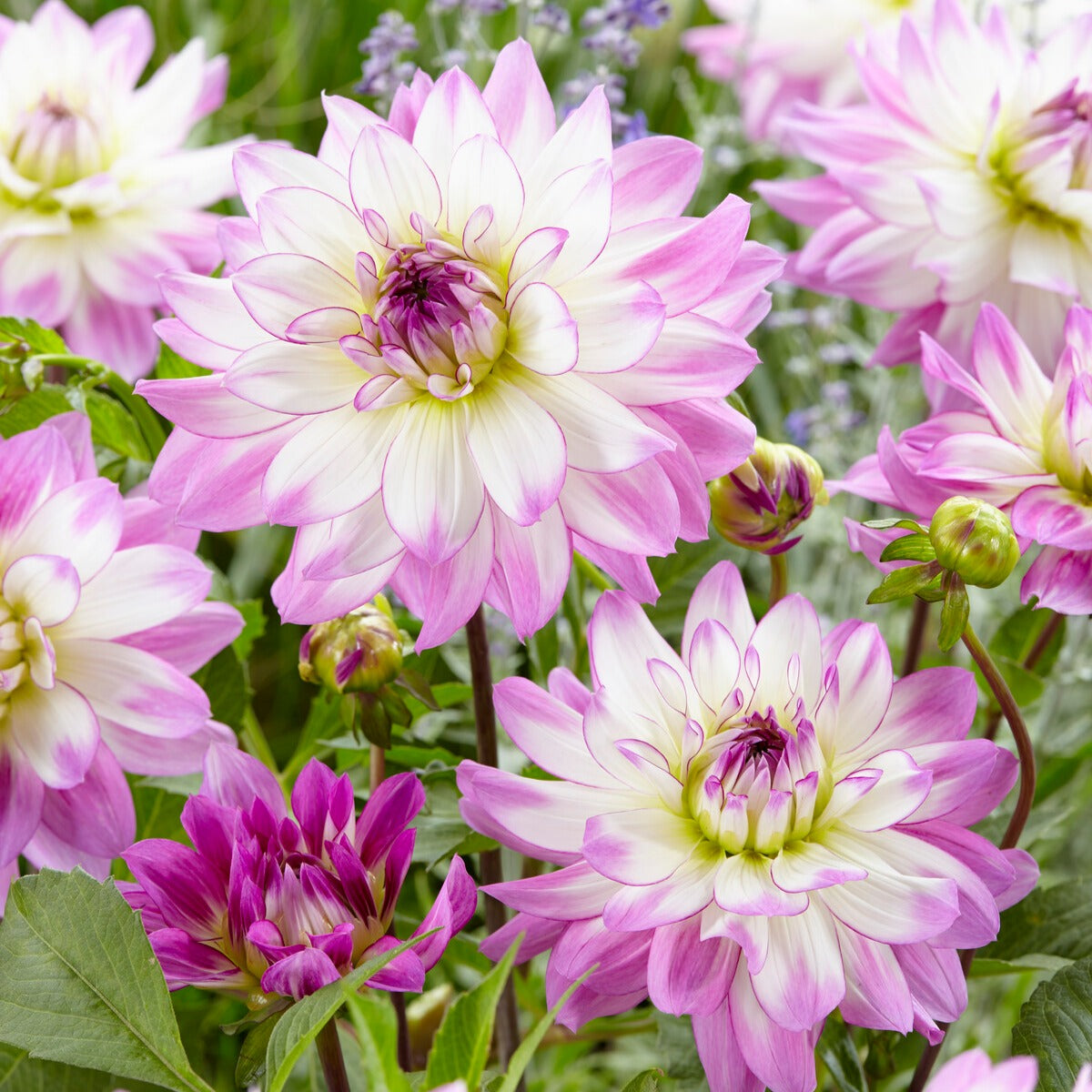 5 Grands Dahlias en mélange