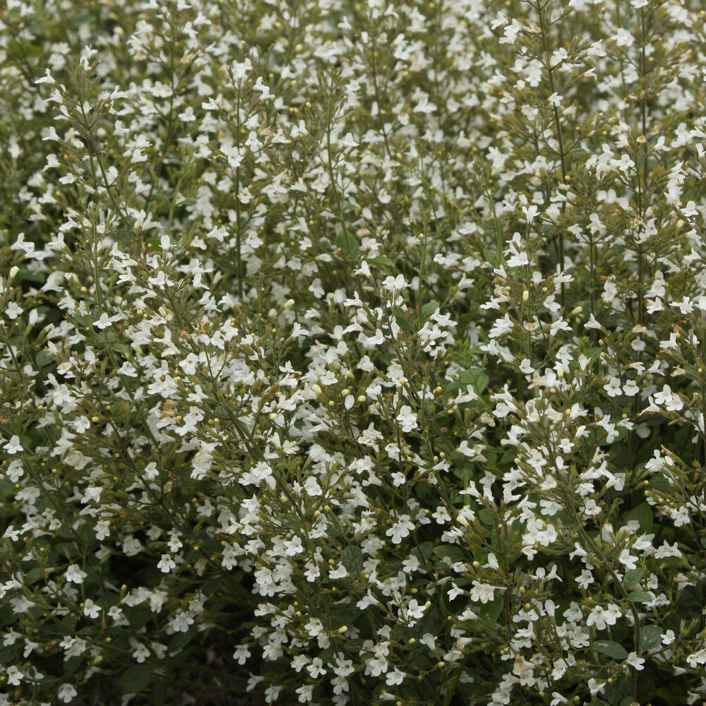 Petit calament White Cloud - Calamintha nepeta White Cloud - Willemse