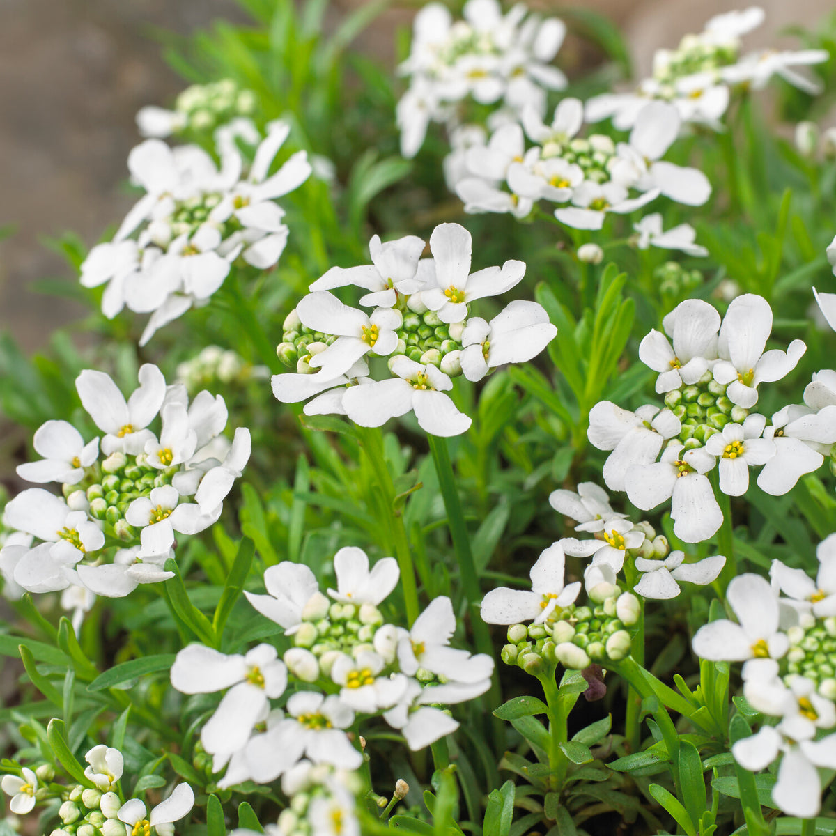 Corbeille d'argent Weisser Zwerg - Iberis - Iberis sempervirens weisser zwerg - Willemse