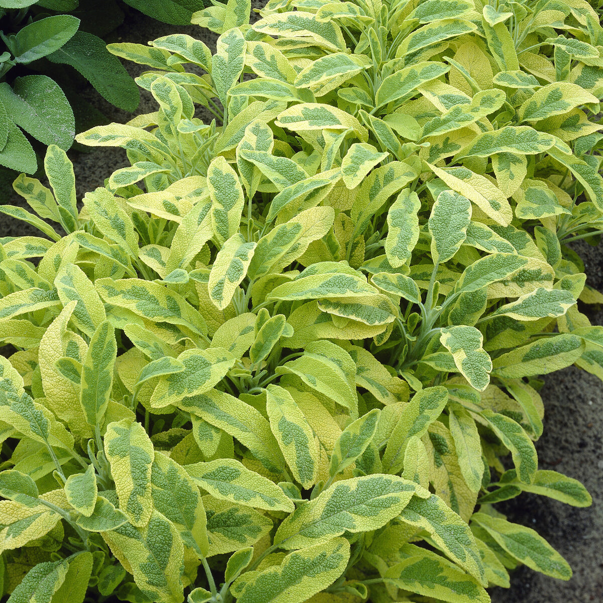 Sauge officinale Aurea - Salvia officinalis Aurea - Willemse