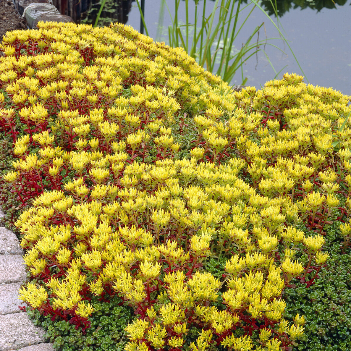 Sedum de l'Oregon - Sedum oreganum - Willemse
