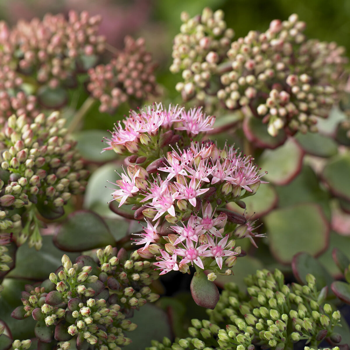 Sedum de Siebold - Sedum sieboldii - Willemse