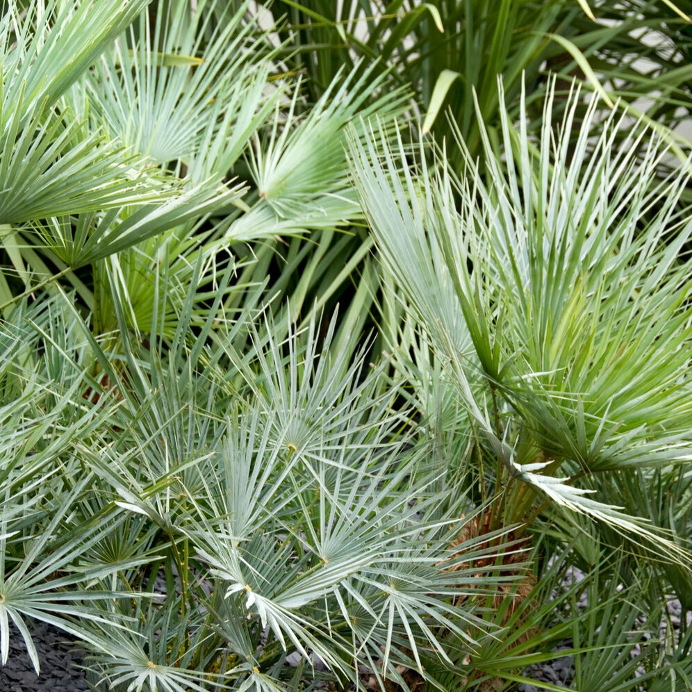 Palmier nain 'Cerifera' - Chamaerops humilis cerifera - Plantes
