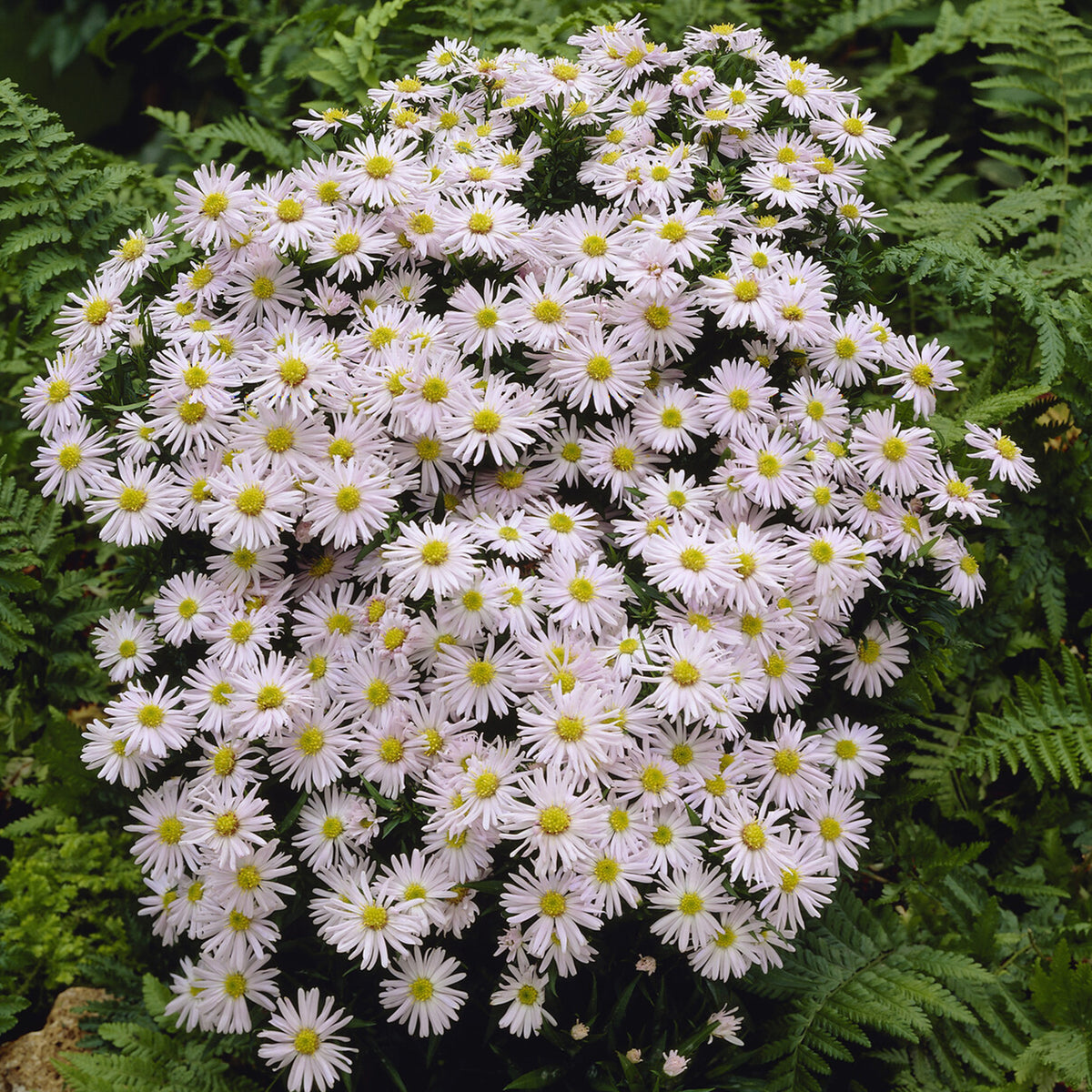 Aster nain Snowsprite - Aster dumosus schneekissen - Willemse