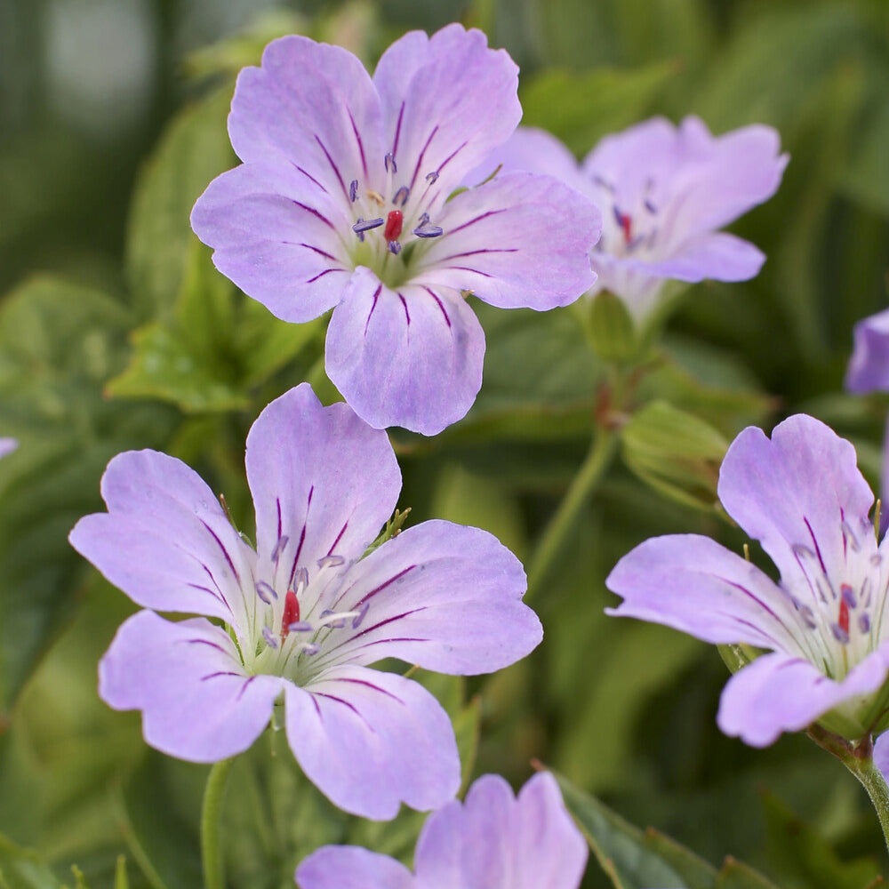 Géranium vivace noueux - Geranium nodosum - Willemse