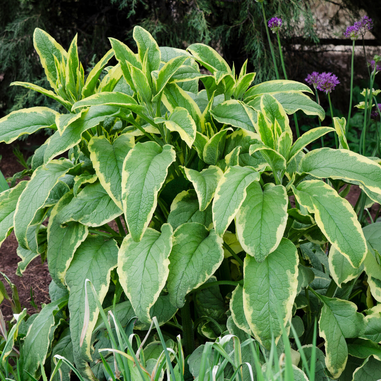 curry leaves plant fertilizer Curry Leaf Plant Fertilizer by Kumar's Garden (1.5 LBS) main image 0