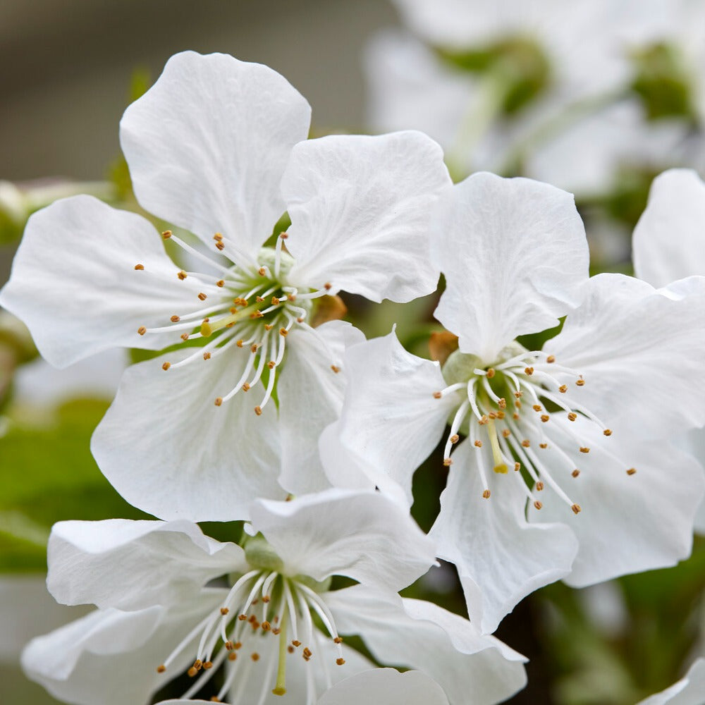 Cerisier Sunburst - Prunus avium sunburst - Fruitiers Arbres et arbustes