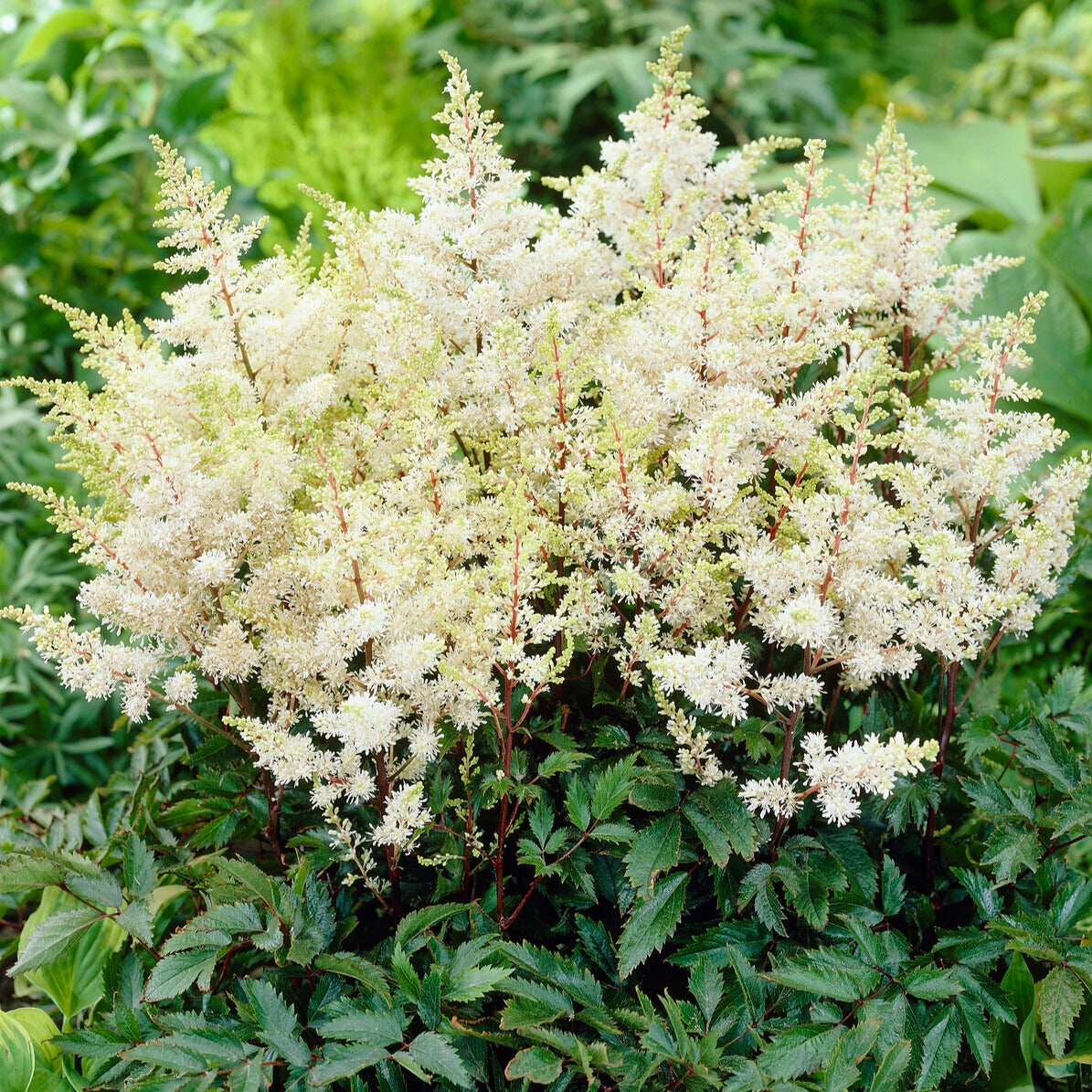 Astilbe d'Arends Ellie - Astilbe arendsii 'ellie' - Plantes