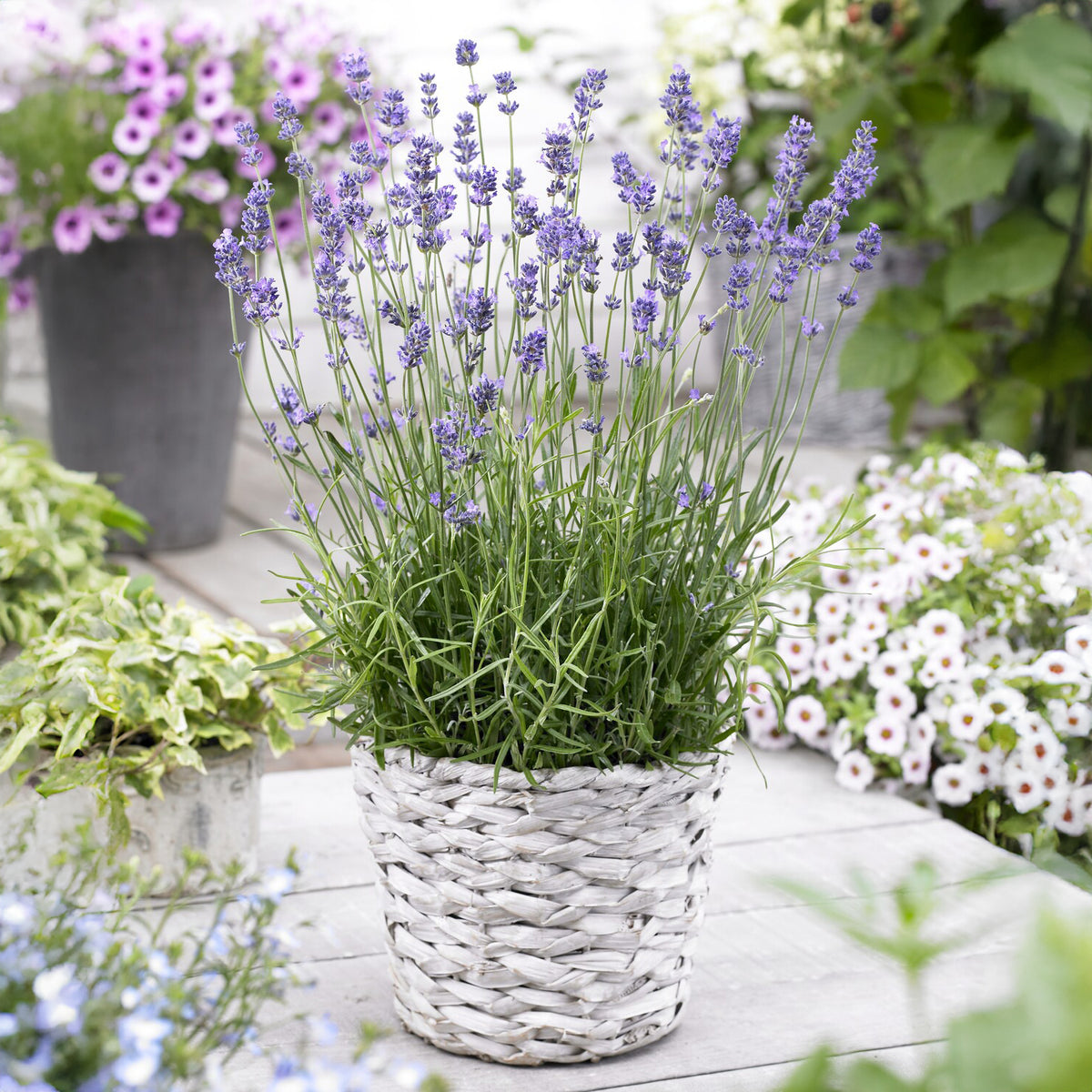 Lavande vraie Munstead - Lavandula angustifolia 'munstead' - Willemse