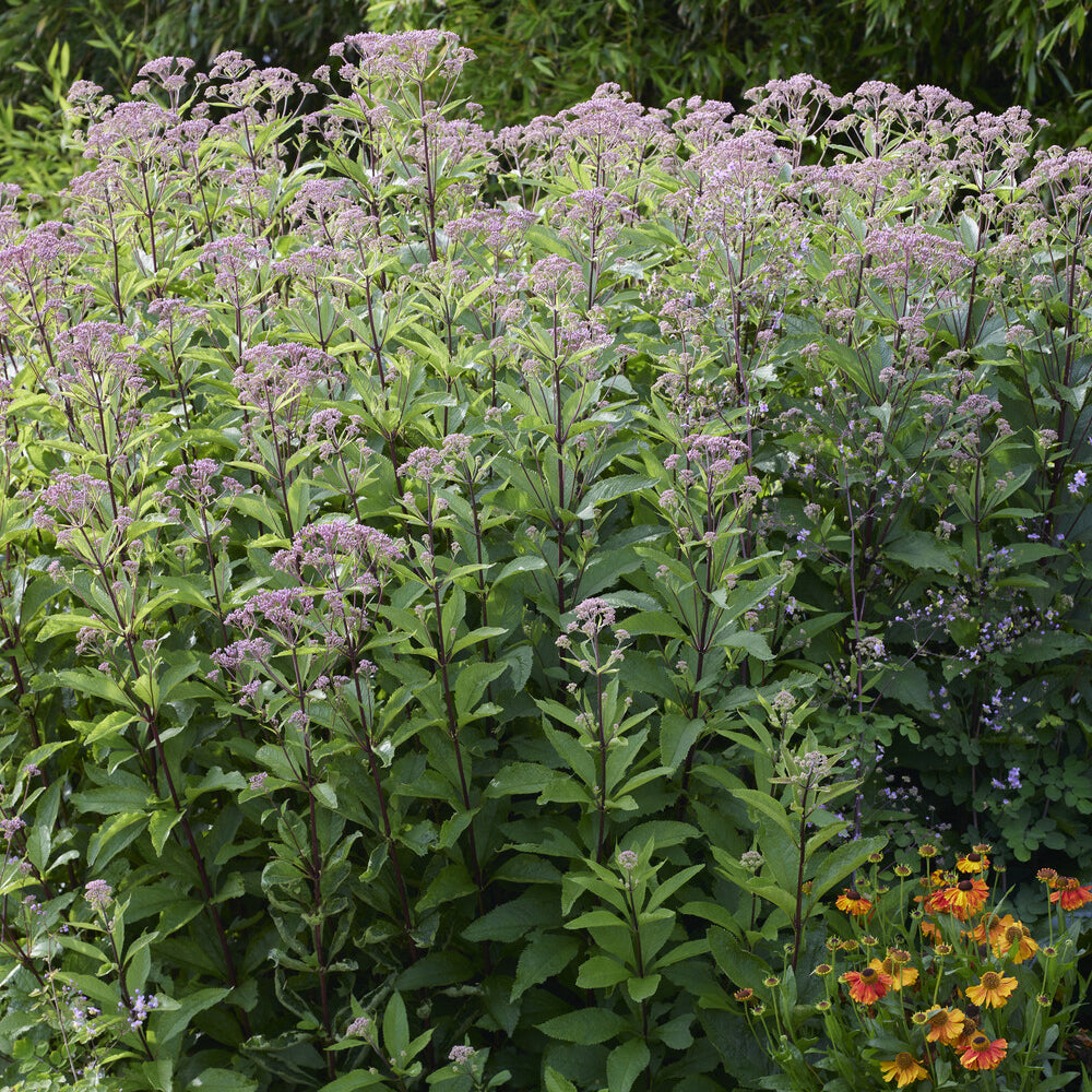 Eupatoire chanvrine Plenum - Eupatorium cannabinum Plenum - Willemse