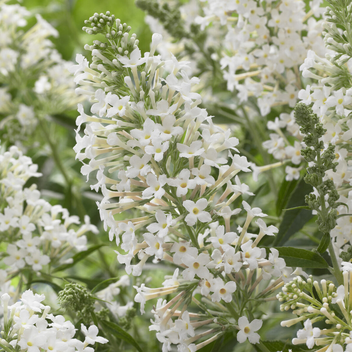 Arbre à papillons nain Free Petite© Snow White - Buddleja davidii Free Petite® Snow White - Willemse