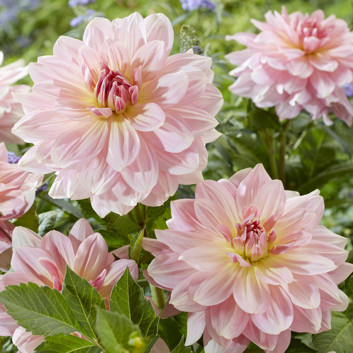 Dahlia géant Fairway Pilot - Dahlia Fairway Pilot - Willemse