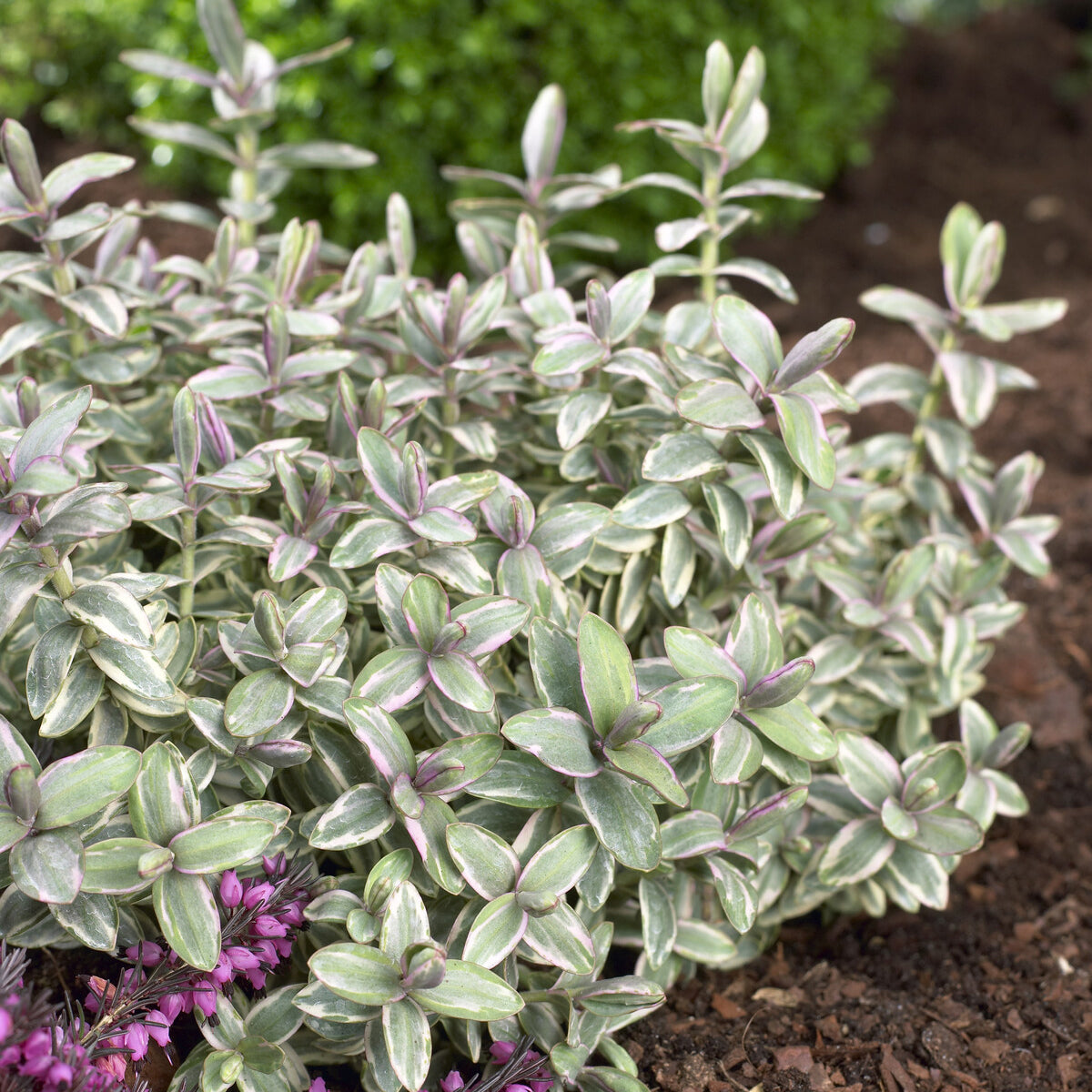 Véronique arbustive Silver Dollar - Hebe - Hebe Silver Dollar - Willemse