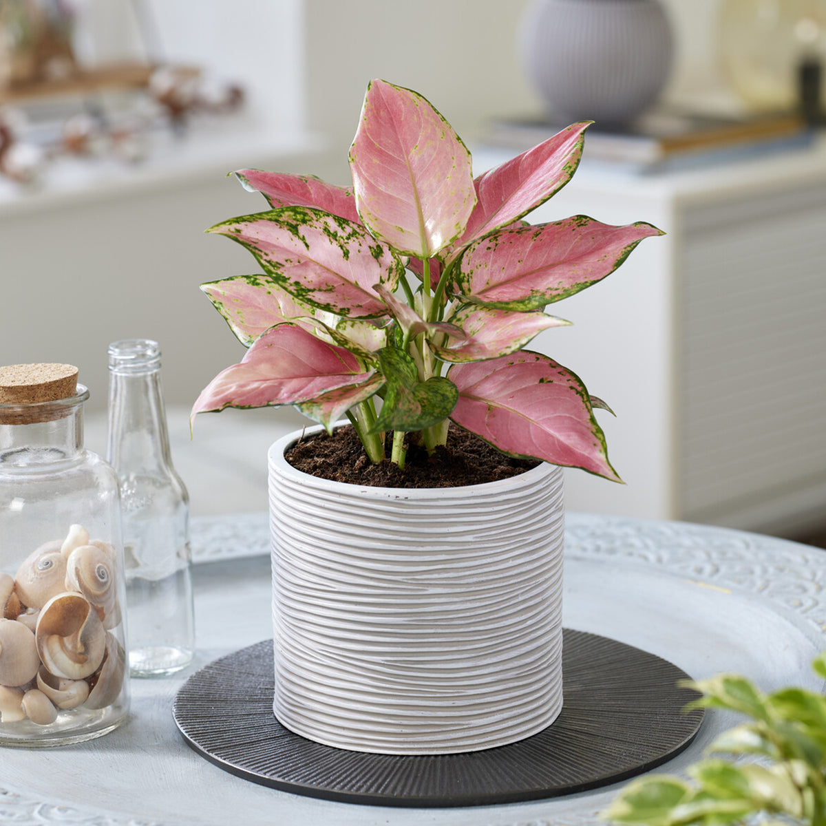 Aglaonema Pink Star - Aglaonema Pink Star - Willemse