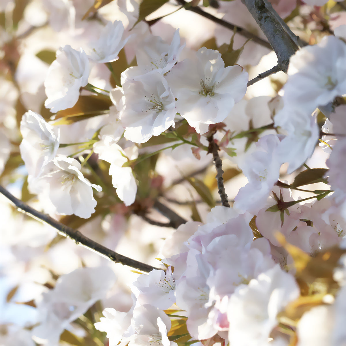 Cerisier Sunset Boulevard - Prunus serrulata Sunset Boulevard - Willemse