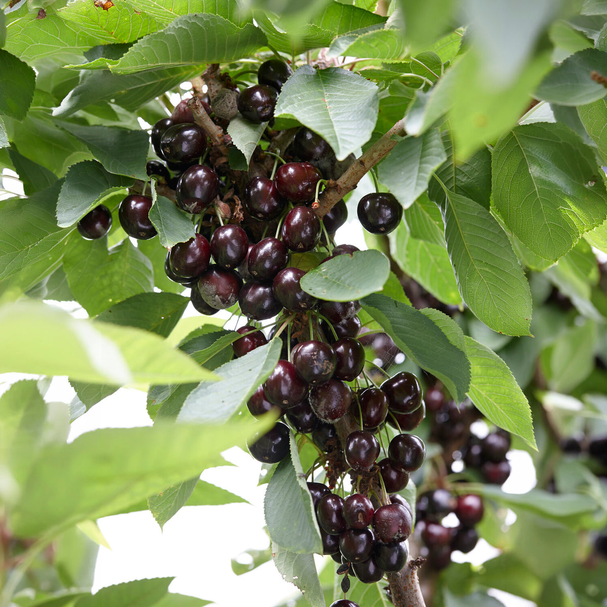 Cerisier Regina - Prunus avium Regina - Willemse