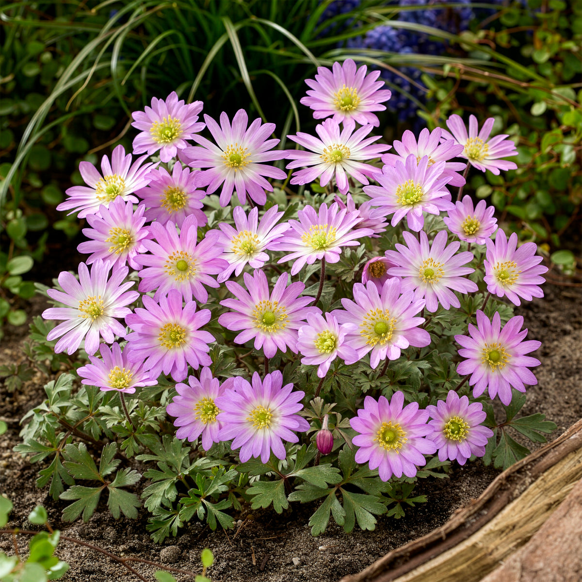 Anémone Pink Star - - Willemse