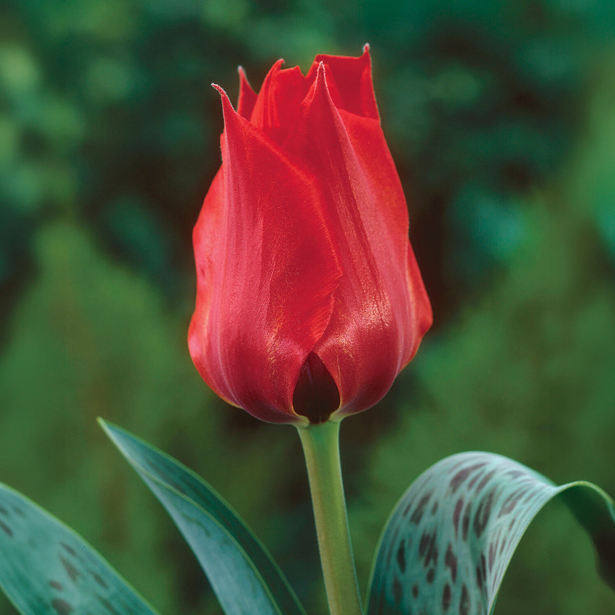 Tulipe Jules César - Tulipa greigii Julius Caesar - Willemse