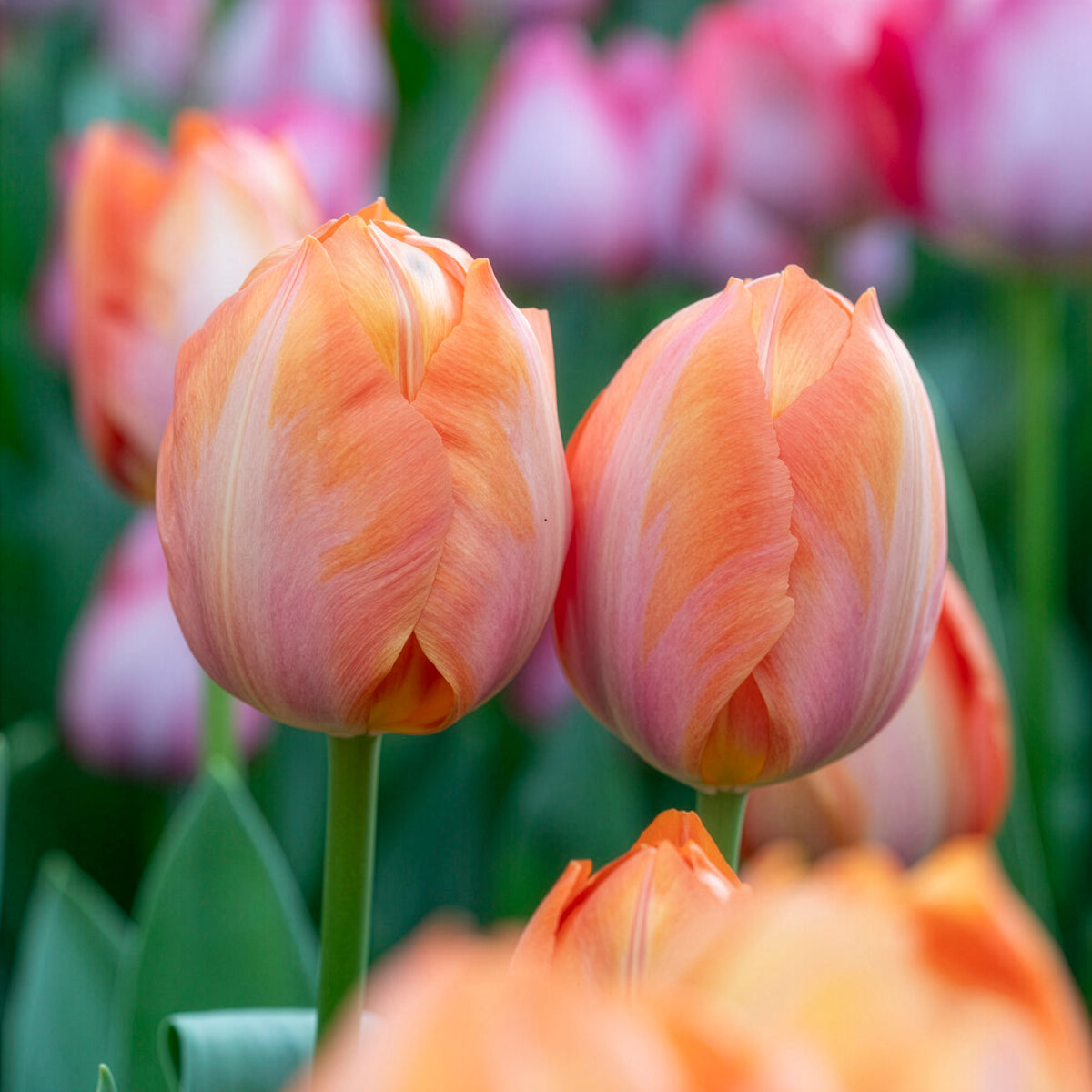 Tulipe Darwin Apricot van Eijk - - Willemse