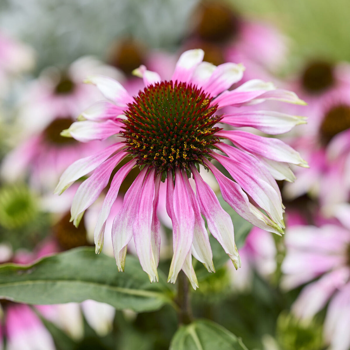 Echinacée spécial White purple - echinacea special withe purple - Willemse