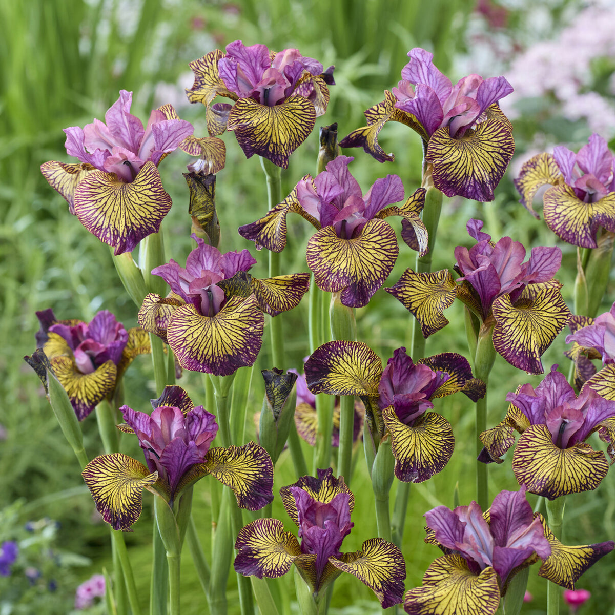 Iris de Sibérie Juniper Leigh - iris sibirica juniper leigh - Willemse