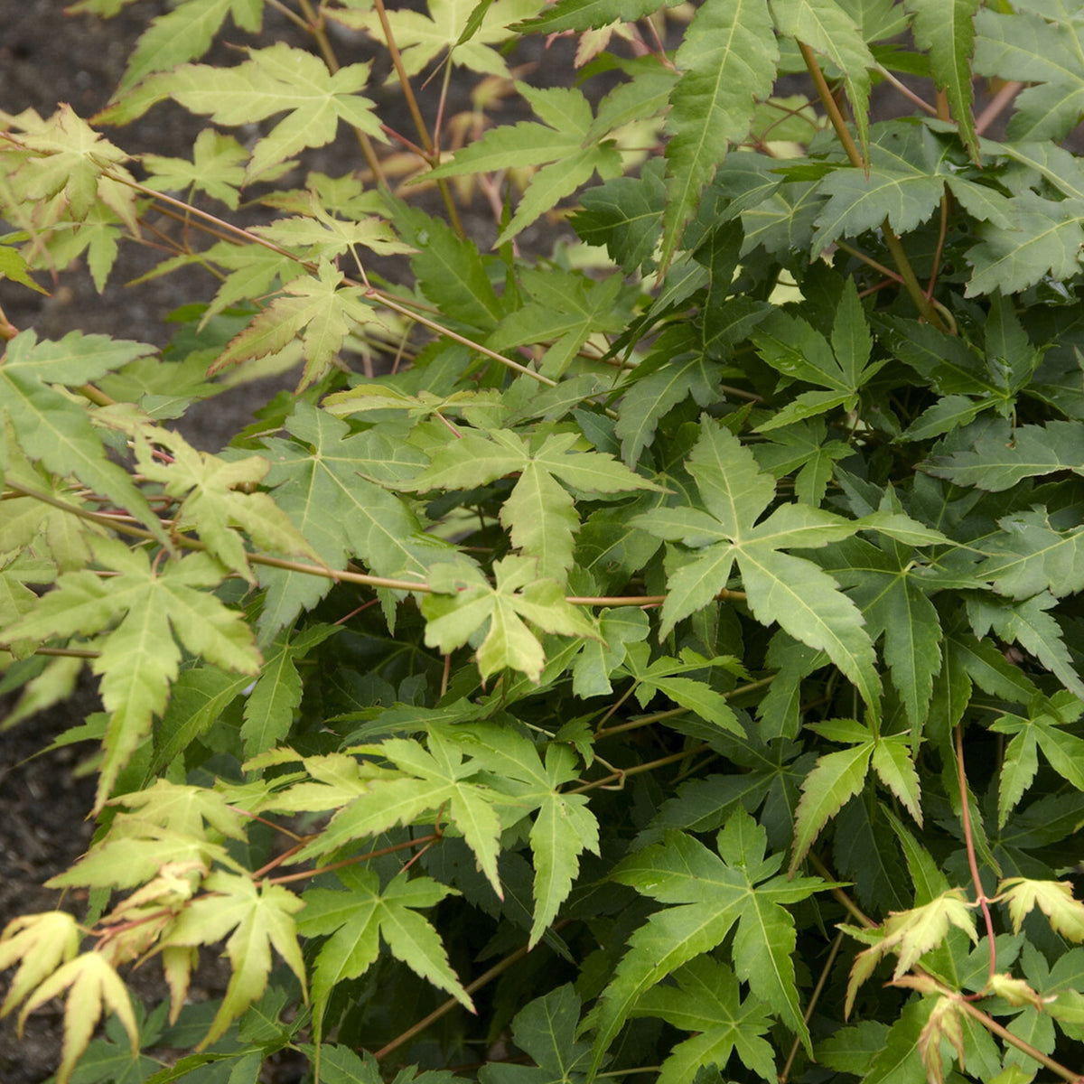 Erable du japon Bi hoo - Acer palmatum Bi Hoo - Willemse