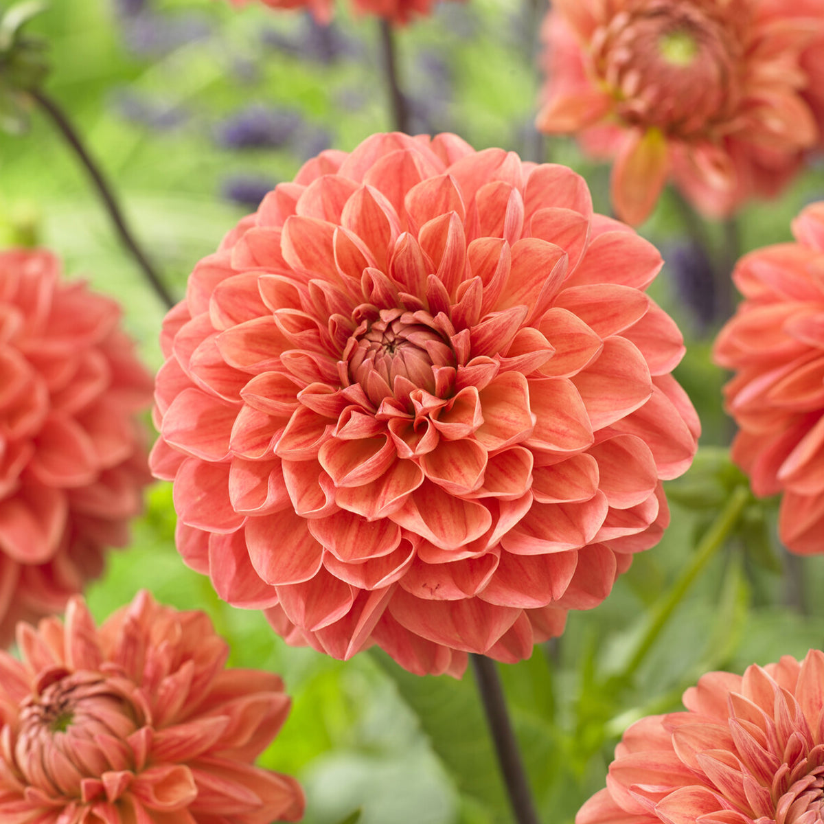 Dahlia Blitzer - Dahlia Blitzer - Willemse