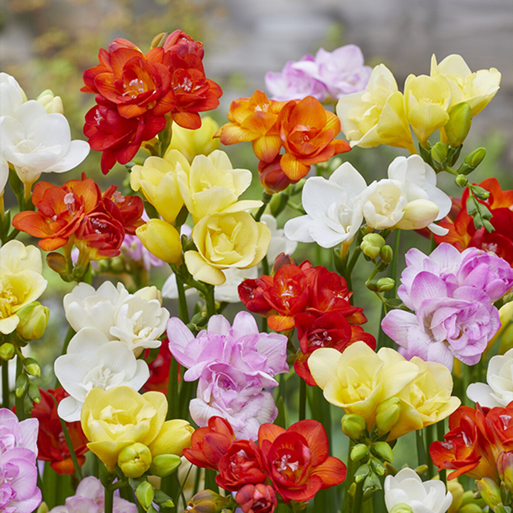 25 Freesias à fleurs doubles en mélange - Freesia