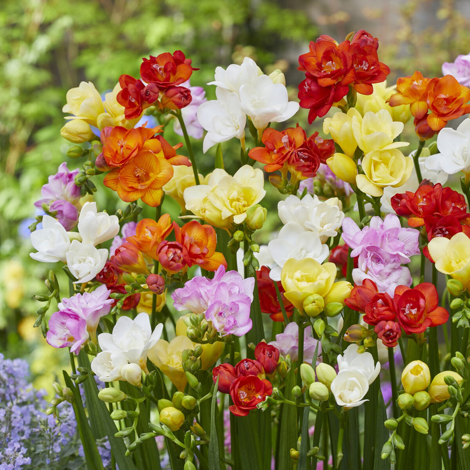 25 Freesias à fleurs doubles en mélange - Freesia