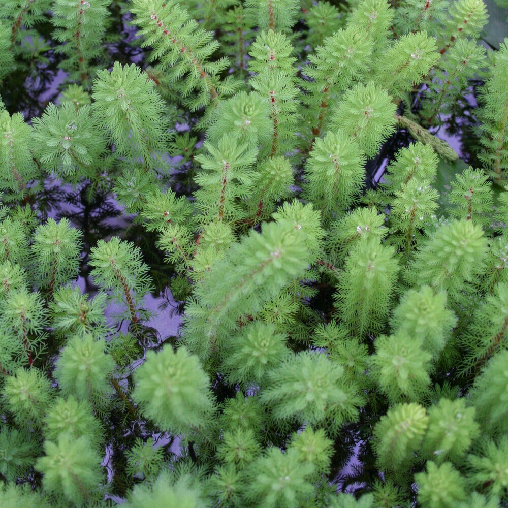 Myriophyllum Red Stem - Myriophyllum brasiliense 'Red Stem' - Plantes