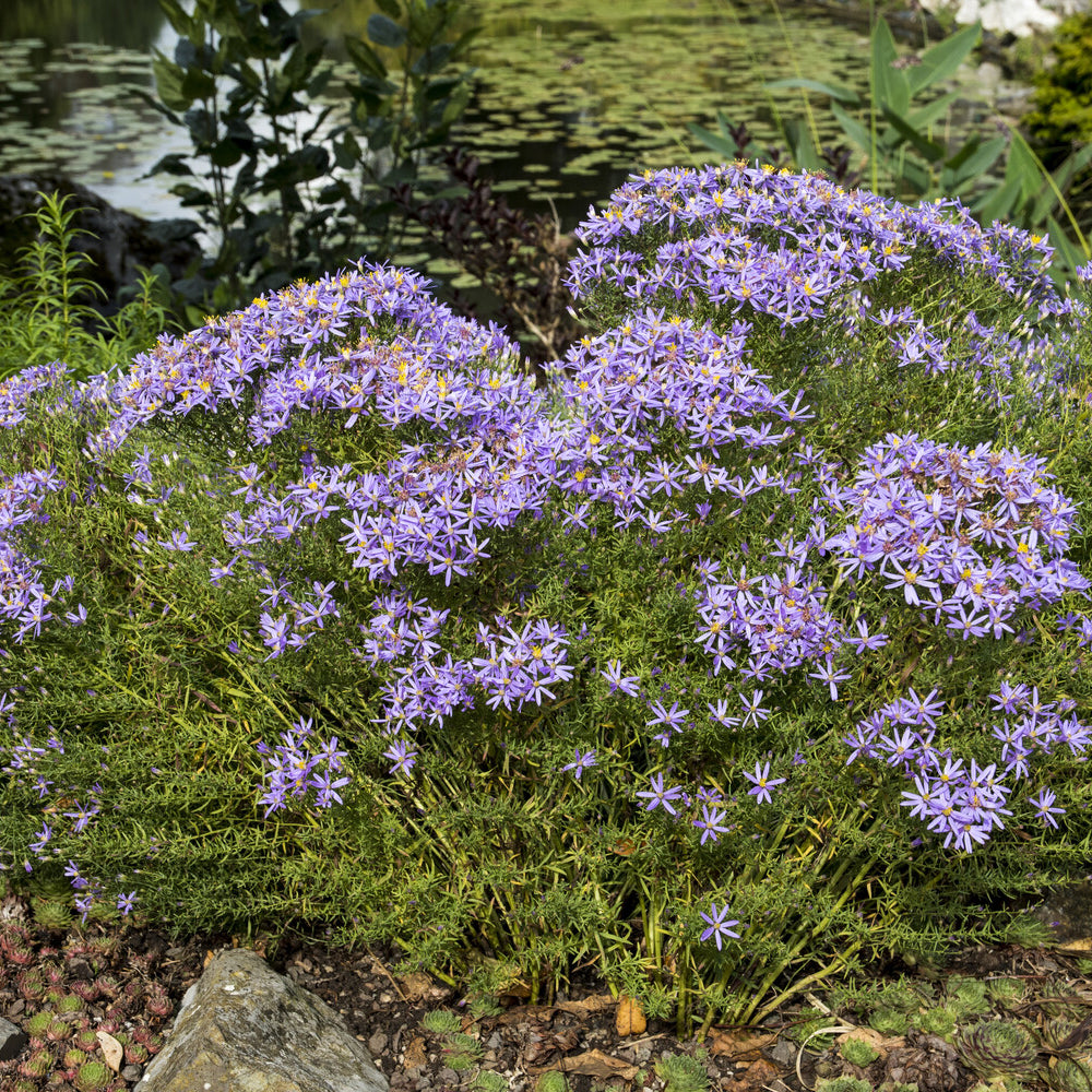 Aster nain à feuilles de sedum - Aster sedifolius Nanus - Willemse