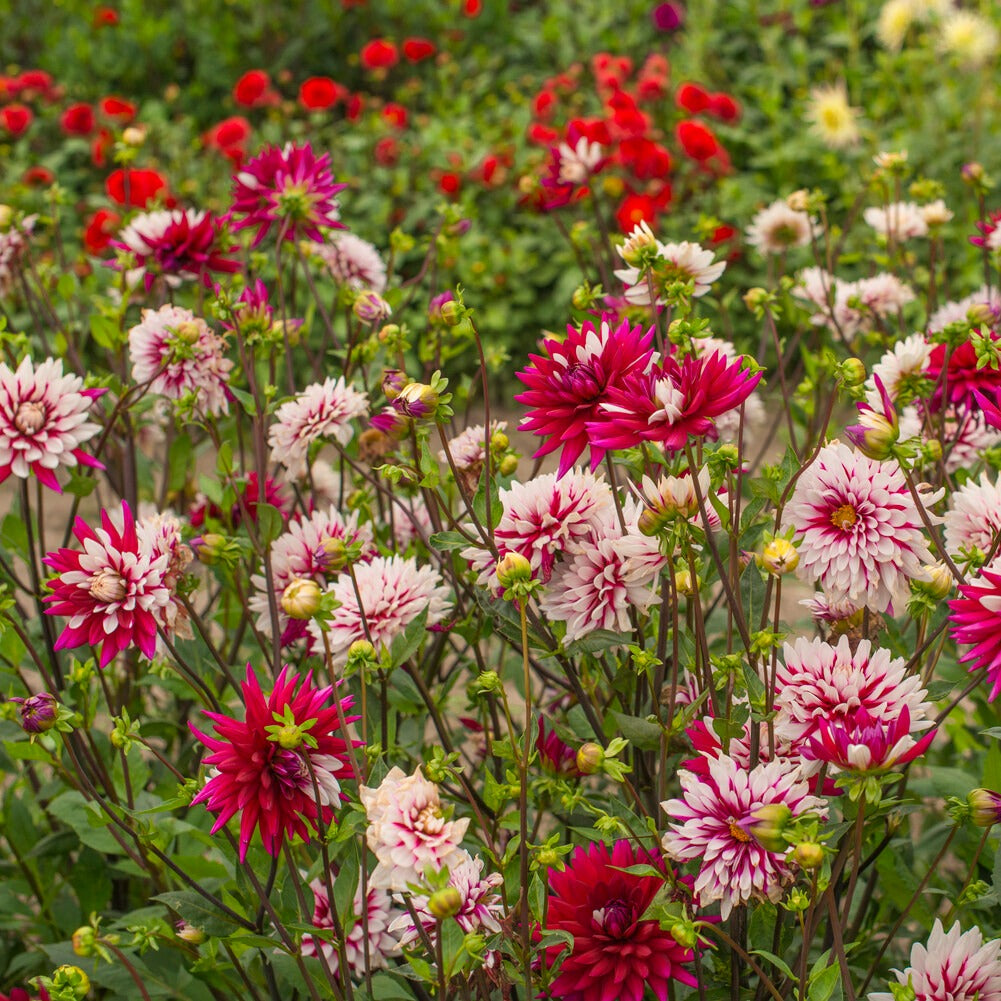 3 Dahlias Rebecca's World - Dahlia 'rebecca's world' - Willemse