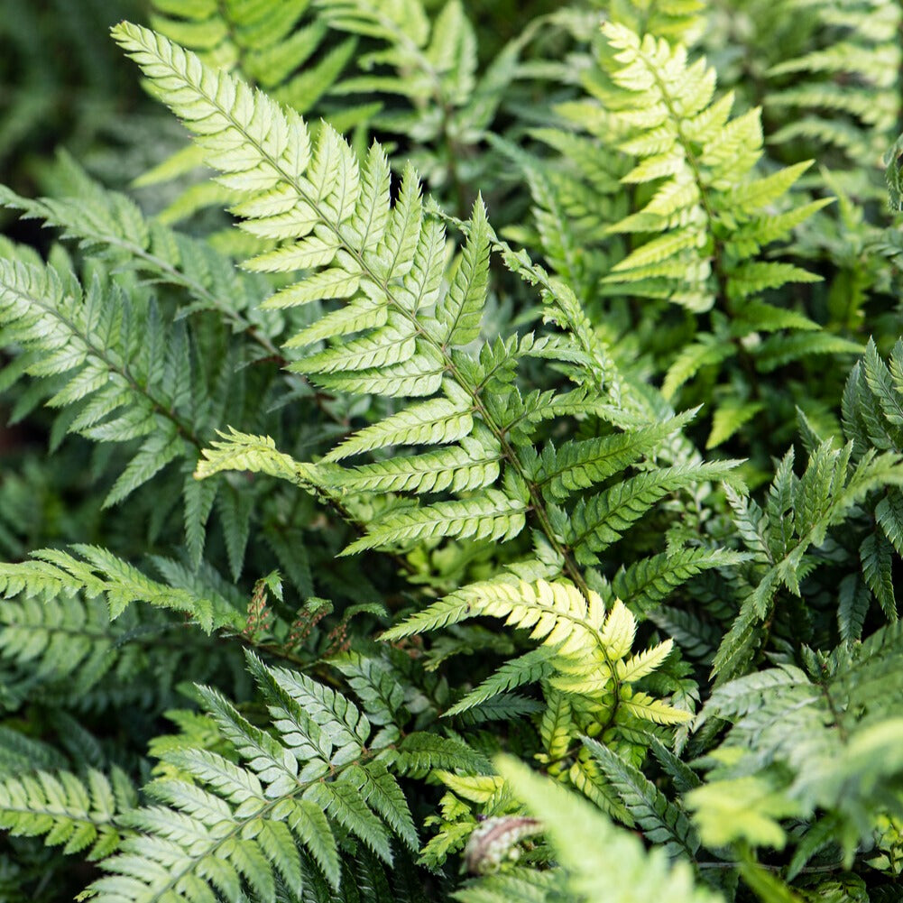 Aspidie de Corée - Fougère - Polystichum tsussimense - Willemse