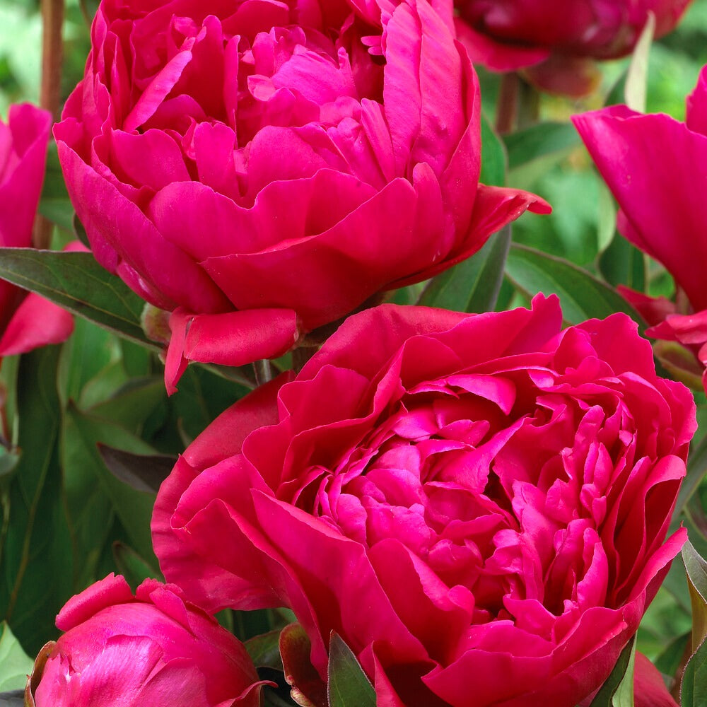 Pivoine rouge - Paeonia lactiflora Karl Rosenfield - Willemse