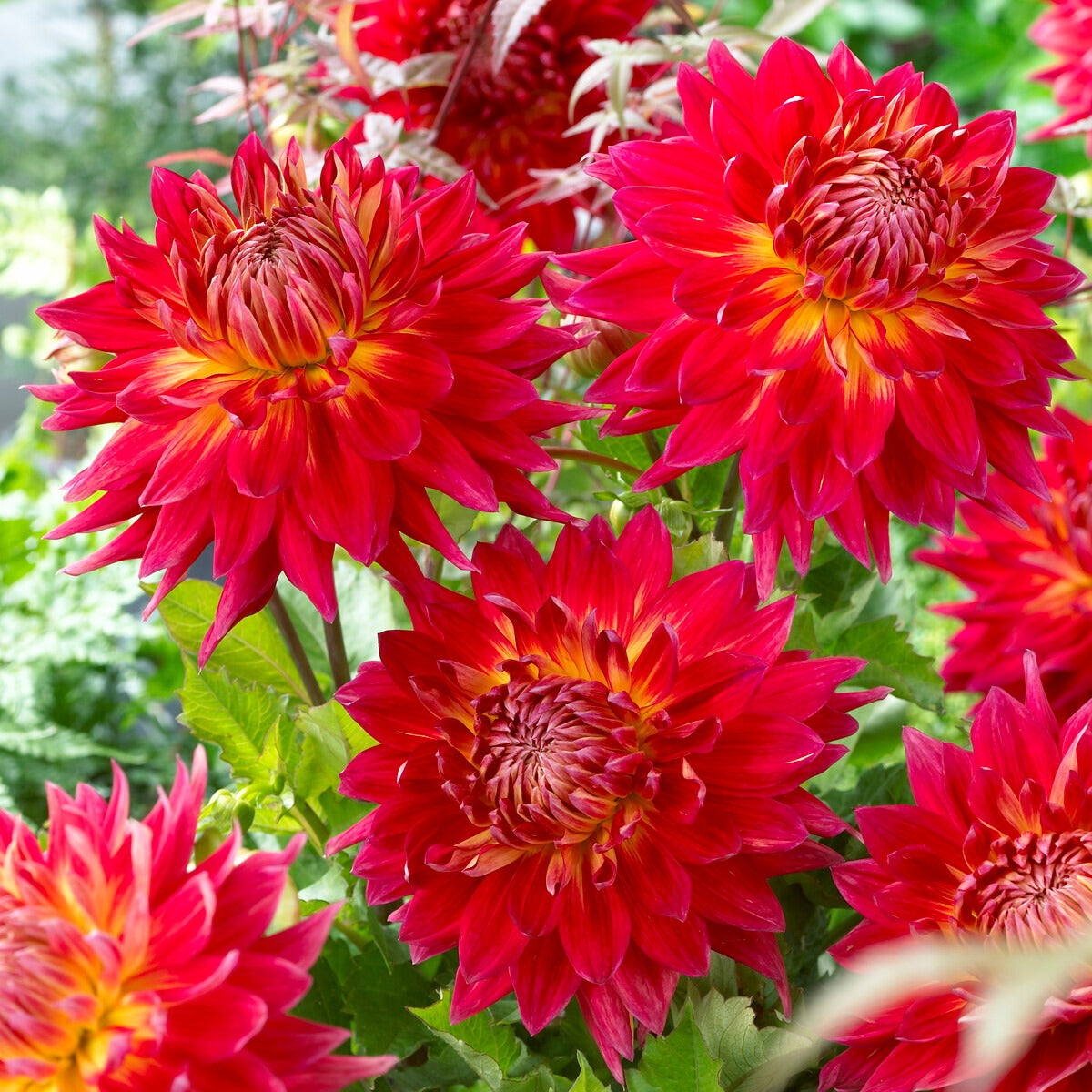 5 Dahlias en mélange - Dahlia 'Manhattan Island', 'Summerflame', 'Kiev' - Willemse
