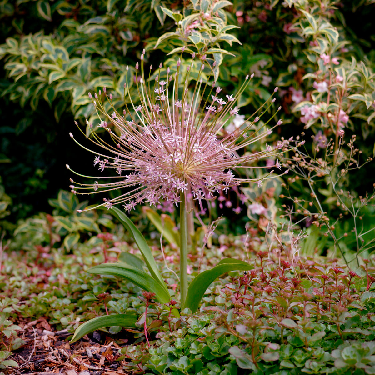 5 Alliums Schubertii - Allium schubertii - Willemse