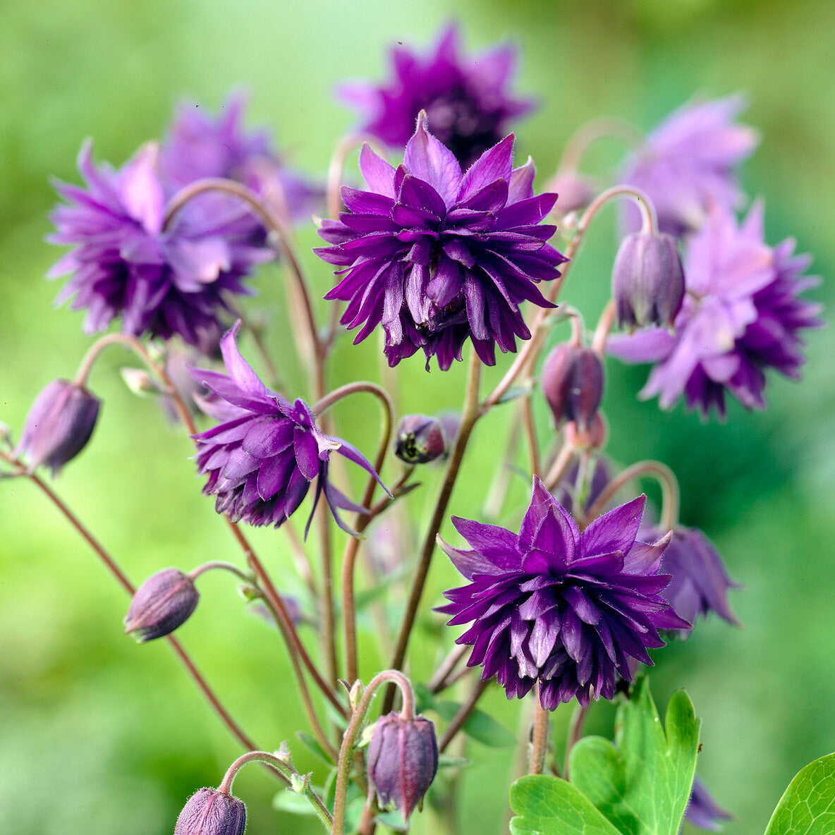 Ancolie hybride Blue Barlow - Aquilegia vulgaris Blue Barlow - Willemse