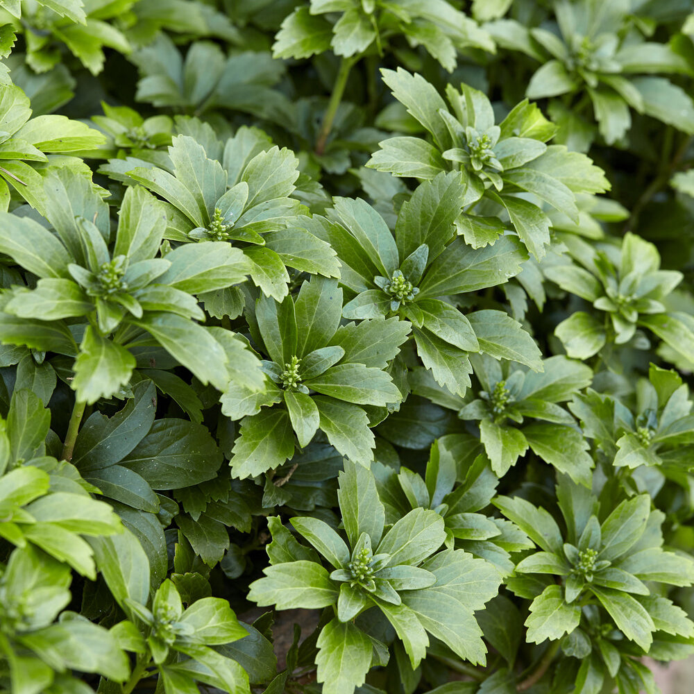 Pachysandre - Pachysandra terminalis - Willemse