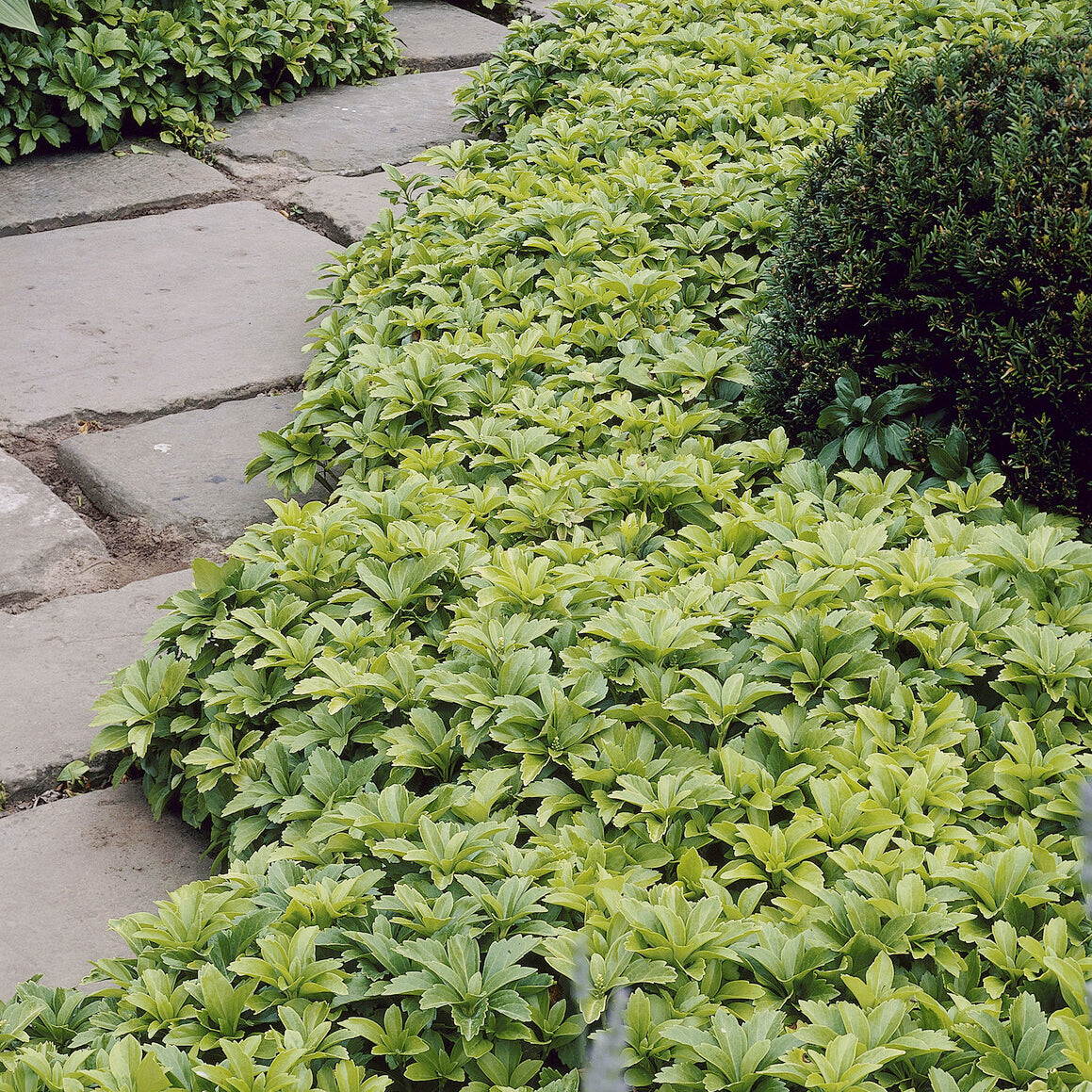Pachysandre - Pachysandra terminalis - Willemse