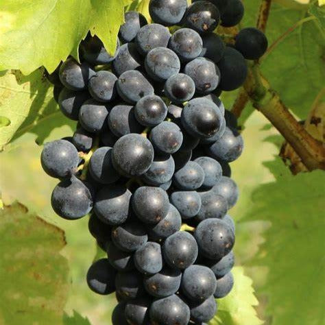 Vigne muscat bleu